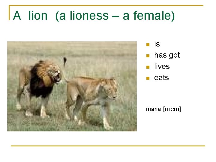 A lion (a lioness – a female) n n is has got lives eats