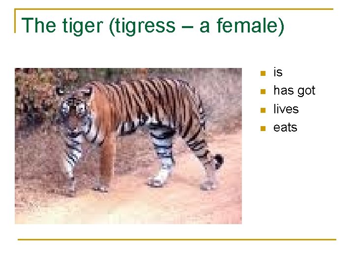 The tiger (tigress – a female) n n is has got lives eats 