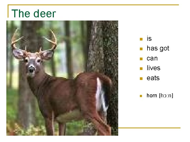 The deer n is has got can lives eats n horn [hɔ: n] n