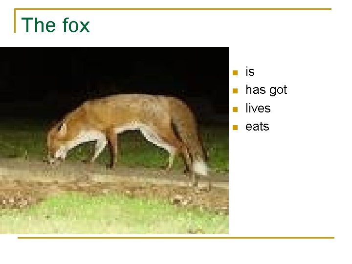 The fox n n is has got lives eats 