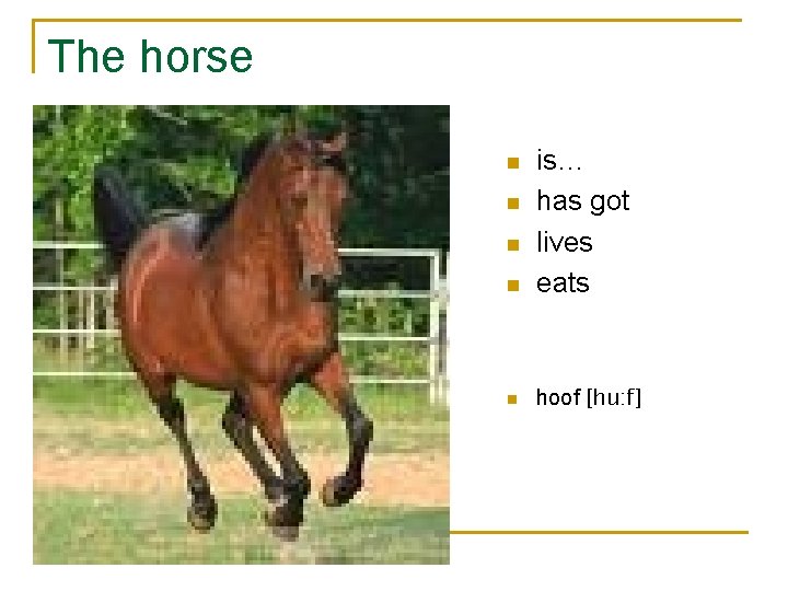 The horse n is… has got lives eats n hoof [hu: f] n n