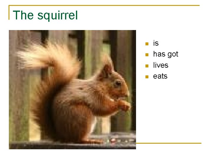 The squirrel n n is has got lives eats 