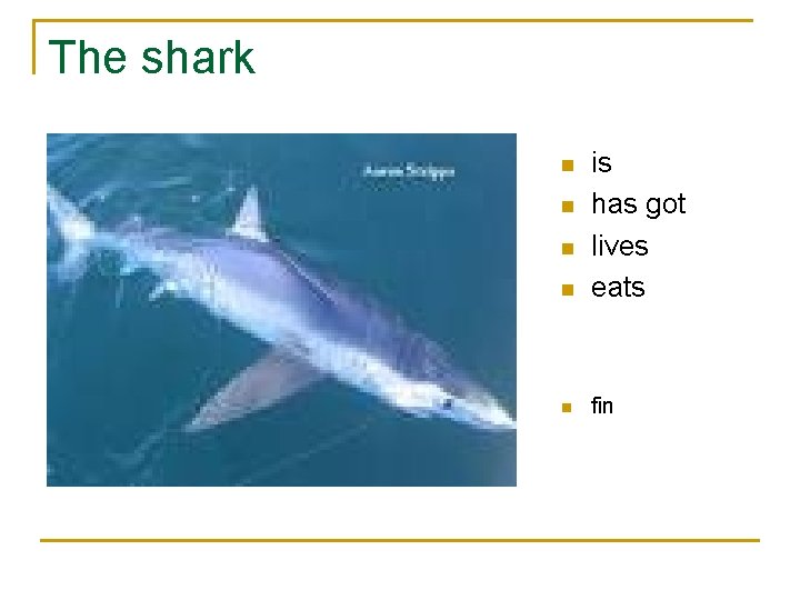 The shark n is has got lives eats n fin n 