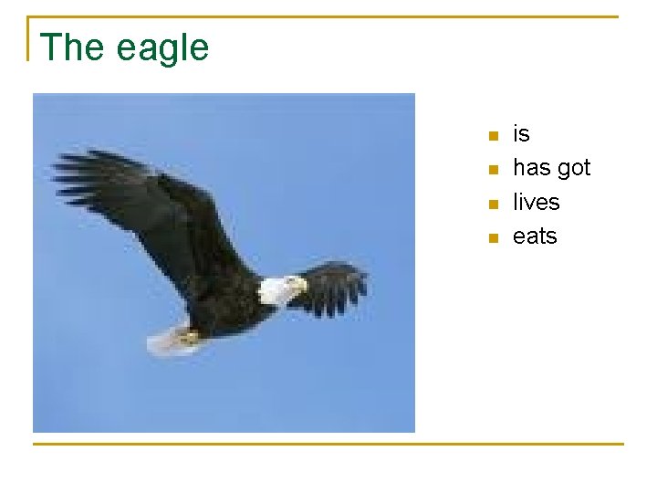 The eagle n n is has got lives eats 