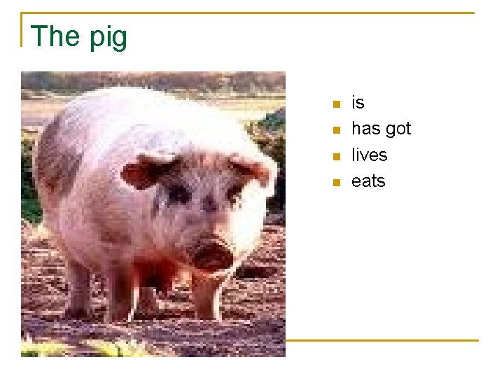 The pig n n is has got lives eats 