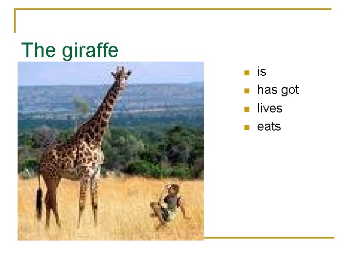 The giraffe n n is has got lives eats 