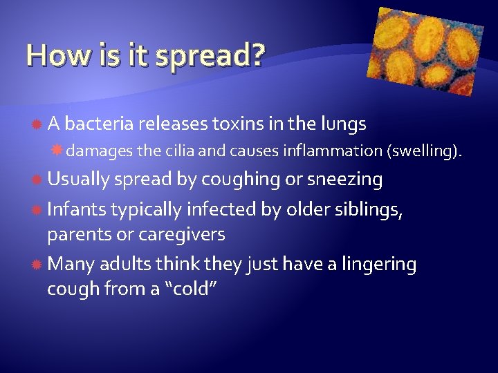 How is it spread? A bacteria releases toxins in the lungs damages the cilia