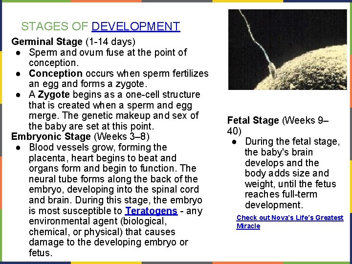 STAGES OF DEVELOPMENT Germinal Stage (1 -14 days) ● Sperm and ovum fuse at