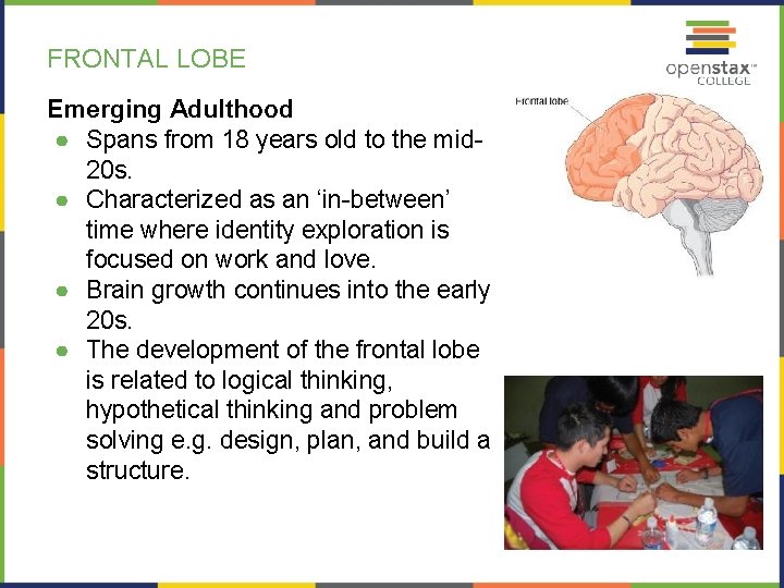 FRONTAL LOBE Emerging Adulthood ● Spans from 18 years old to the mid 20