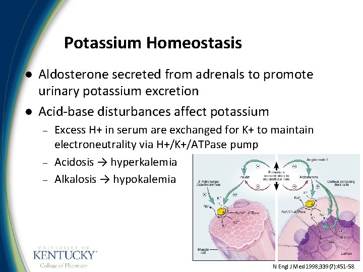 Potassium Homeostasis l l Aldosterone secreted from adrenals to promote urinary potassium excretion Acid-base