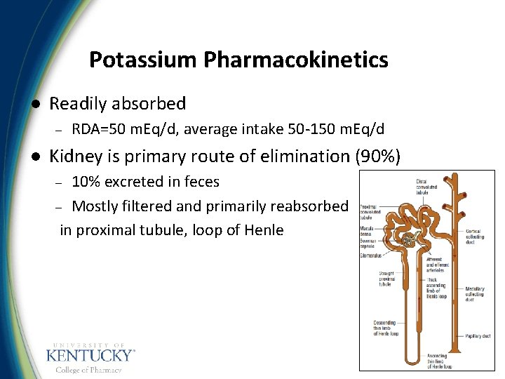 Potassium Pharmacokinetics l Readily absorbed – l RDA=50 m. Eq/d, average intake 50 -150