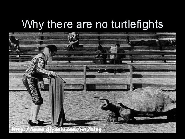 Why there are no turtlefights 