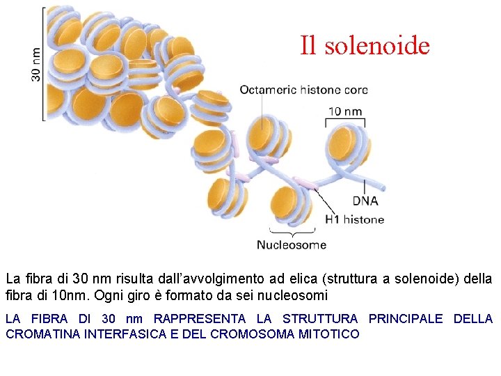 Il solenoide La fibra di 30 nm risulta dall’avvolgimento ad elica (struttura a solenoide)