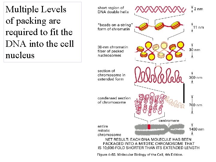 Multiple Levels of packing are required to fit the DNA into the cell nucleus