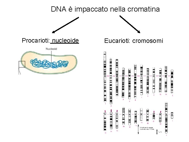 DNA è impaccato nella cromatina Procarioti: nucleoide Eucarioti: cromosomi 