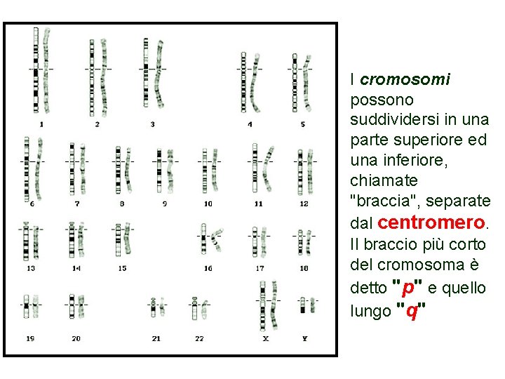 I cromosomi possono suddividersi in una parte superiore ed una inferiore, chiamate "braccia", separate