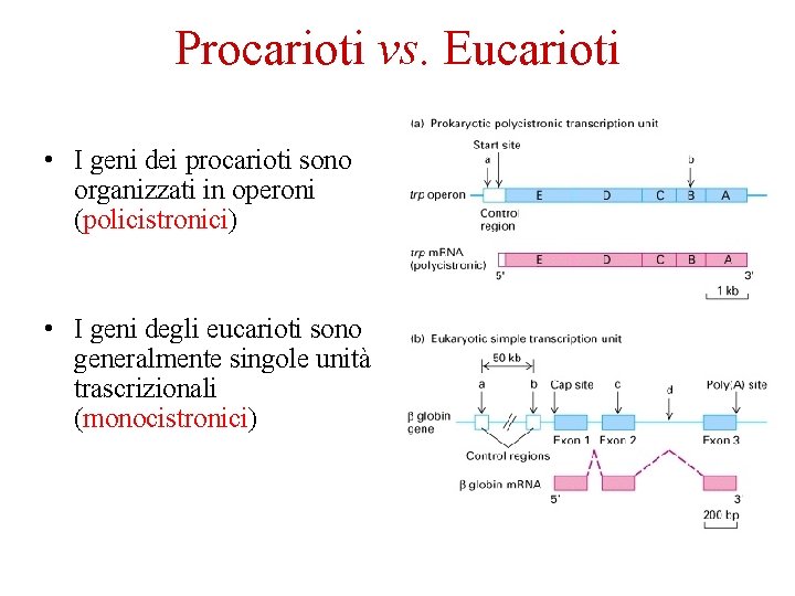 Procarioti vs. Eucarioti • I geni dei procarioti sono organizzati in operoni (policistronici) •