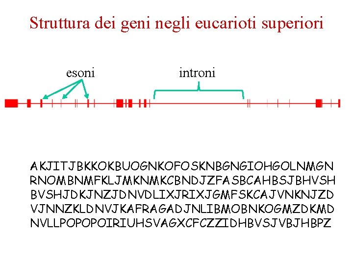 Struttura dei geni negli eucarioti superiori esoni introni AKJITJBKKOKBUOGNKOFOSKNBGNGIOHGOLNMGN RNOMBNMFKLJMKNMKCBNDJZFASBCAHBSJBHVSH BVSHJDKJNZJDNVDLIXJRIXJGMFSKCAJVNKNJZD VJNNZKLDNVJKAFRAGADJNLIBMOBNKOGMZDKMD NVLLPOPOPOIRIUHSVAGXCFCZZIDHBVSJVBJHBPZ 