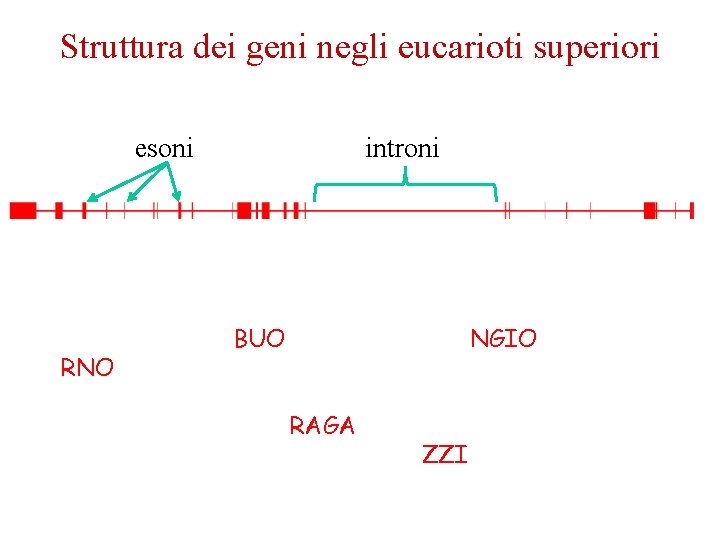Struttura dei geni negli eucarioti superiori esoni introni AKJITJBKKOKBUOGNKOFOSKNBGNGIOHGòLNMGN RNOMBNMFKLJMKNMKCBNDJZFASBCAHBSJBHVSH BVSHJDKJNZJDNVDLIXJRIXJGMFSKCAJVNKNJZD VJNNZKLDNVJKAFRAGADJNLIBMOBNKOGMZDKMD NVLLPOPOPOIRIUHSVAGXCFCZZIDHBVSJVBJHBPZ 