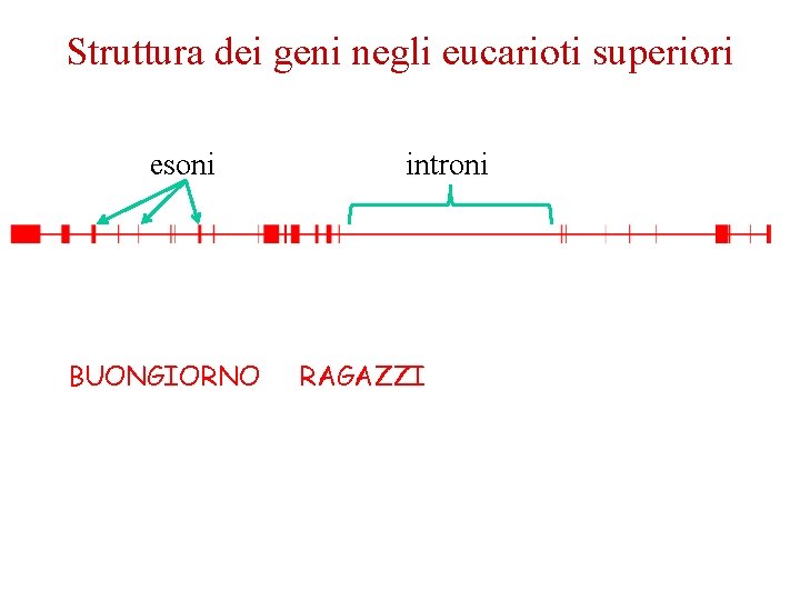 Struttura dei geni negli eucarioti superiori esoni introni BUONGIORNOMBRAGAZZIDHBVSJVBJHBPZ 