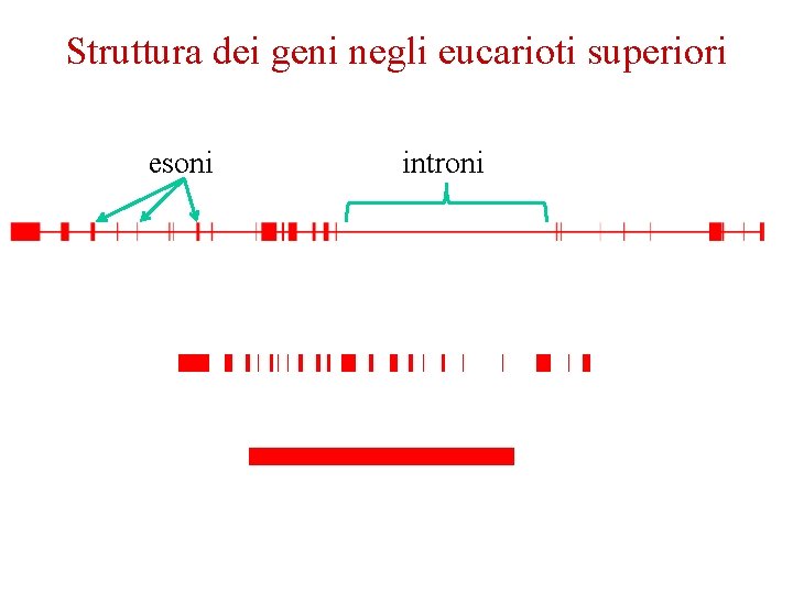 Struttura dei geni negli eucarioti superiori esoni introni 