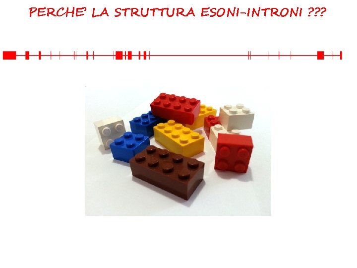 PERCHE’ LA STRUTTURA ESONI-INTRONI ? ? ? 