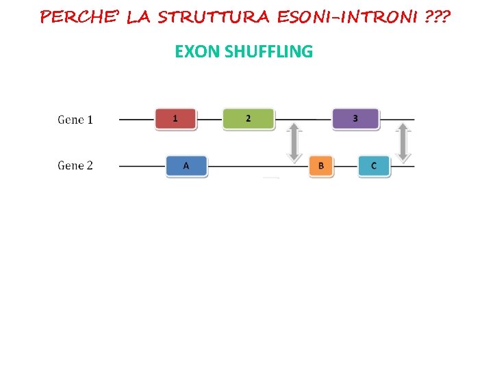 PERCHE’ LA STRUTTURA ESONI-INTRONI ? ? ? EXON SHUFFLING 