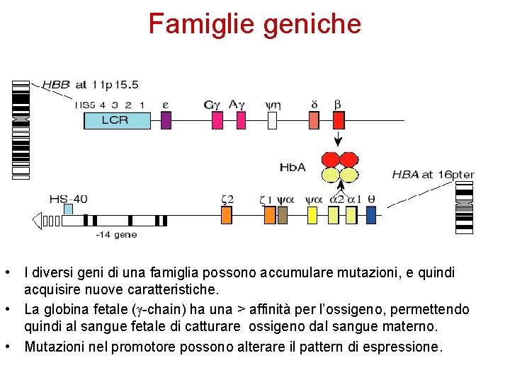 Famiglie geniche • I diversi geni di una famiglia possono accumulare mutazioni, e quindi