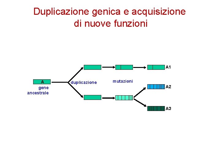 Duplicazione genica e acquisizione di nuove funzioni A 1 A gene ancestrale duplicazione mutazioni