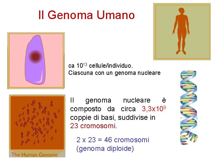 Il Genoma Umano ca 1013 cellule/individuo. Ciascuna con un genoma nucleare Il genoma nucleare