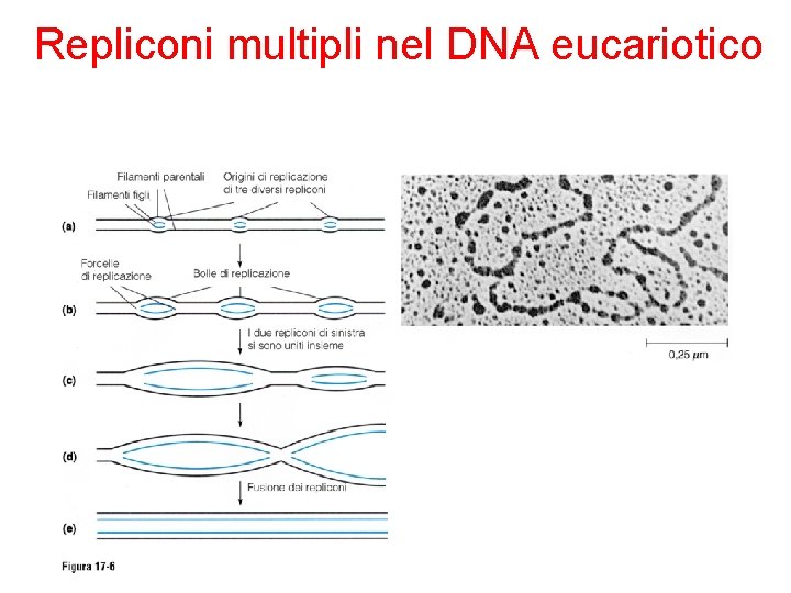 Repliconi multipli nel DNA eucariotico 