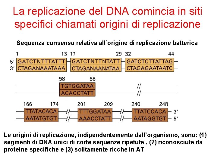 La replicazione del DNA comincia in siti specifici chiamati origini di replicazione Sequenza consenso