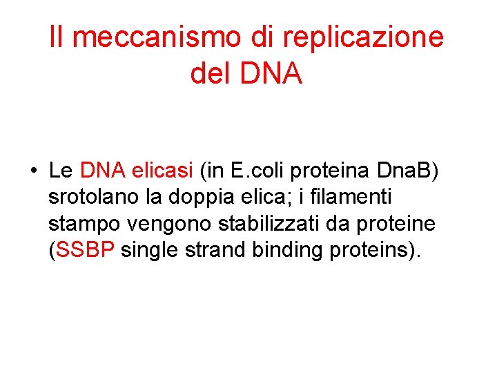 Il meccanismo di replicazione del DNA • Le DNA elicasi (in E. coli proteina