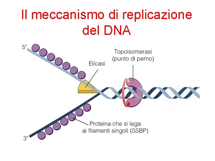 Il meccanismo di replicazione del DNA 