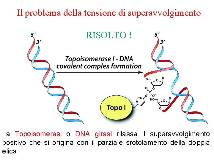 Il problema della tensione di superavvolgimento RISOLTO ! La Topoisomerasi o DNA girasi rilassa