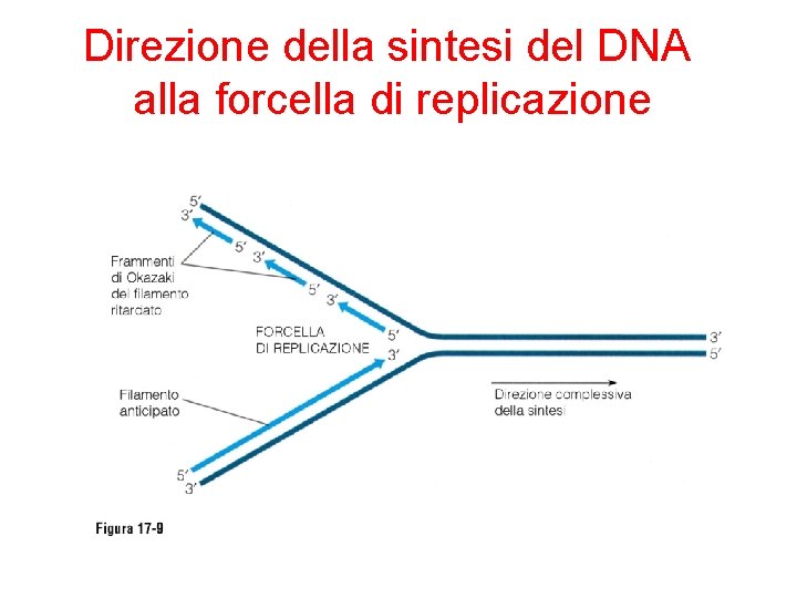 Direzione della sintesi del DNA alla forcella di replicazione 