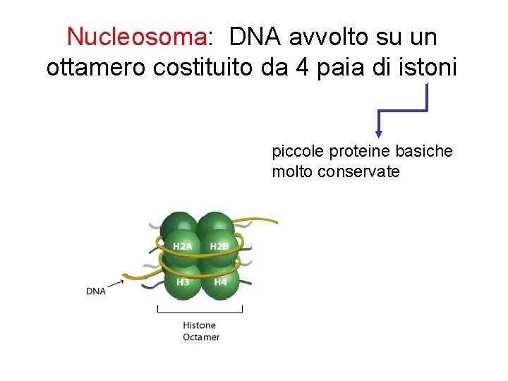 Nucleosoma: DNA avvolto su un ottamero costituito da 4 paia di istoni piccole proteine