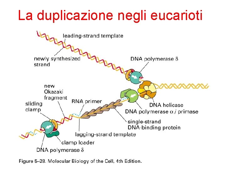 La duplicazione negli eucarioti 