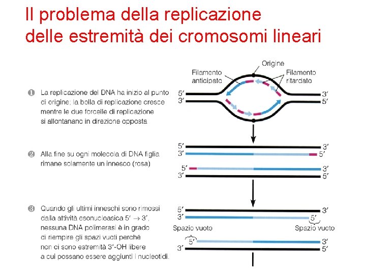 Il problema della replicazione delle estremità dei cromosomi lineari 