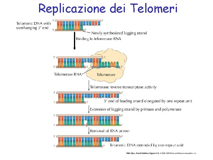 Replicazione dei Telomeri 