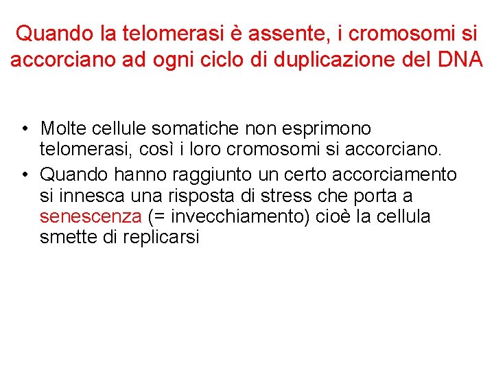 Quando la telomerasi è assente, i cromosomi si accorciano ad ogni ciclo di duplicazione