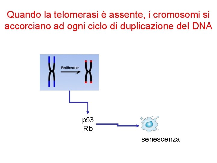 Quando la telomerasi è assente, i cromosomi si accorciano ad ogni ciclo di duplicazione