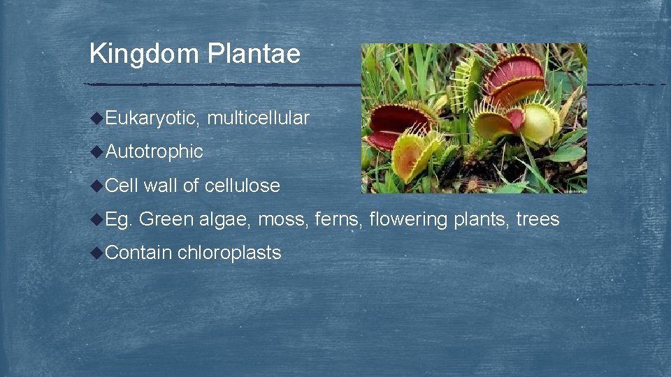 Kingdom Plantae u. Eukaryotic, multicellular u. Autotrophic u. Cell wall of cellulose u. Eg.