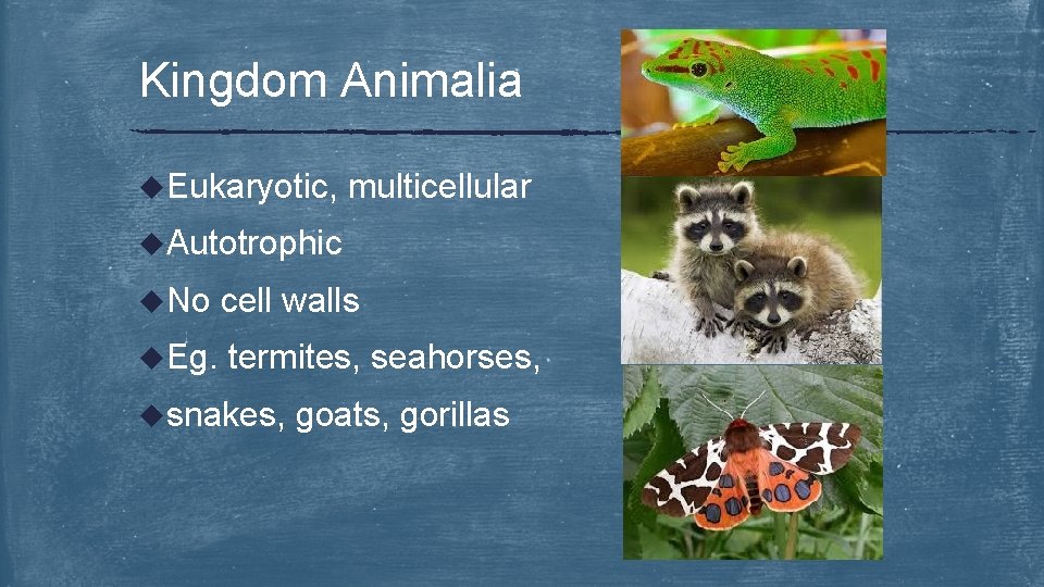 Kingdom Animalia u. Eukaryotic, multicellular u. Autotrophic u. No cell walls u. Eg. termites,