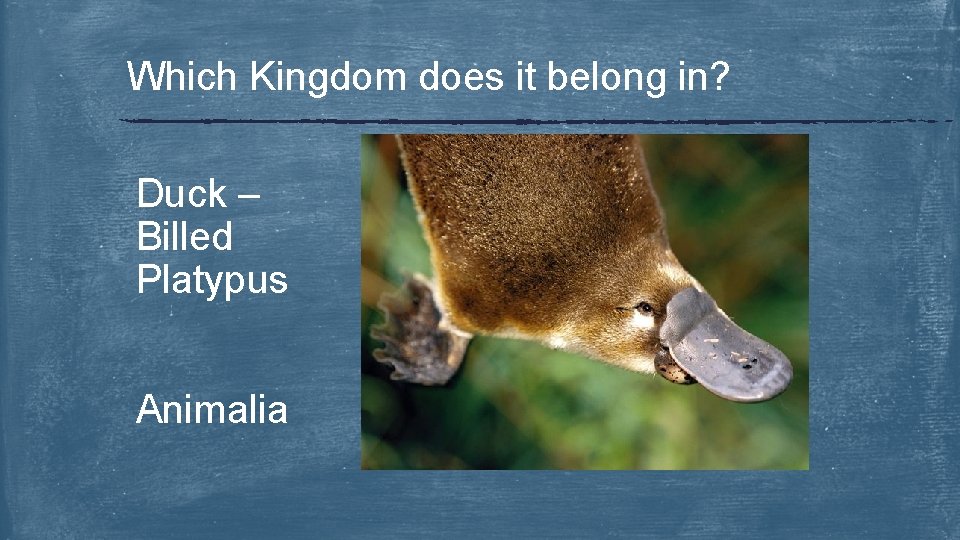 Which Kingdom does it belong in? Duck – Billed Platypus Animalia 