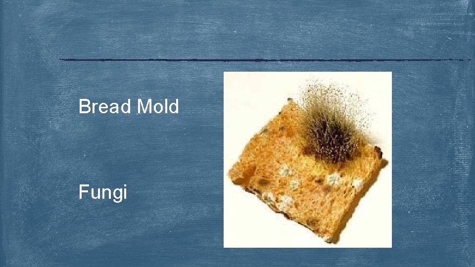 Bread Mold Fungi 
