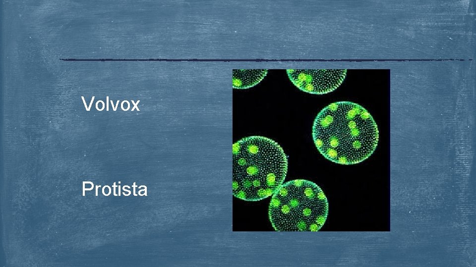 Volvox Protista 