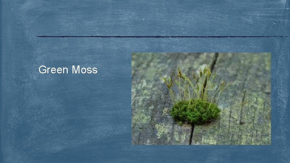 Green Moss 