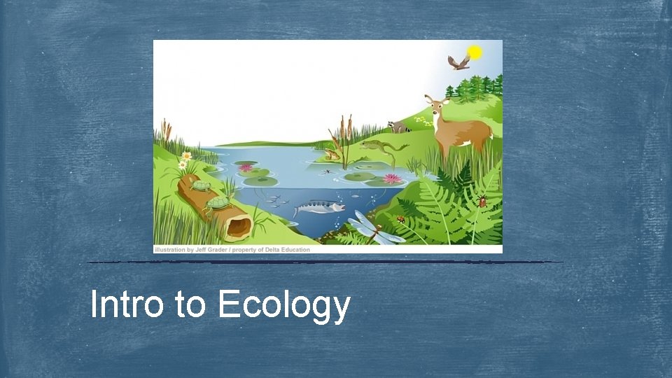 Intro to Ecology 