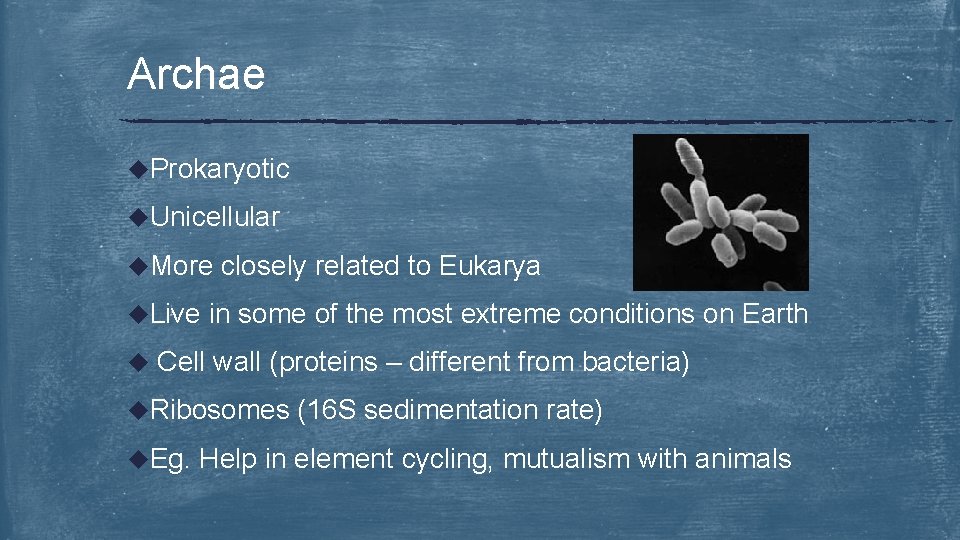 Archae u. Prokaryotic u. Unicellular u. More u. Live u closely related to Eukarya